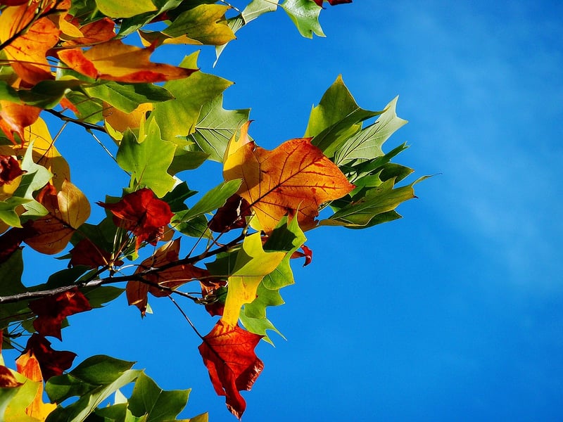 Autumn Foliage