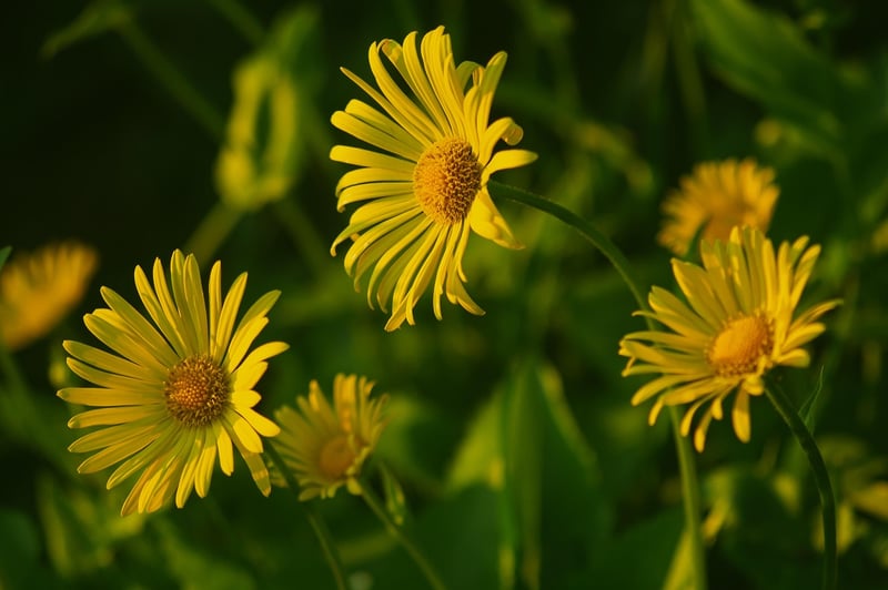 Summer Flowers