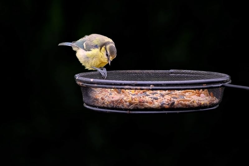 Recycled Bird Feeders