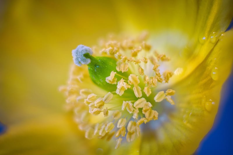 Blossoming Flowers