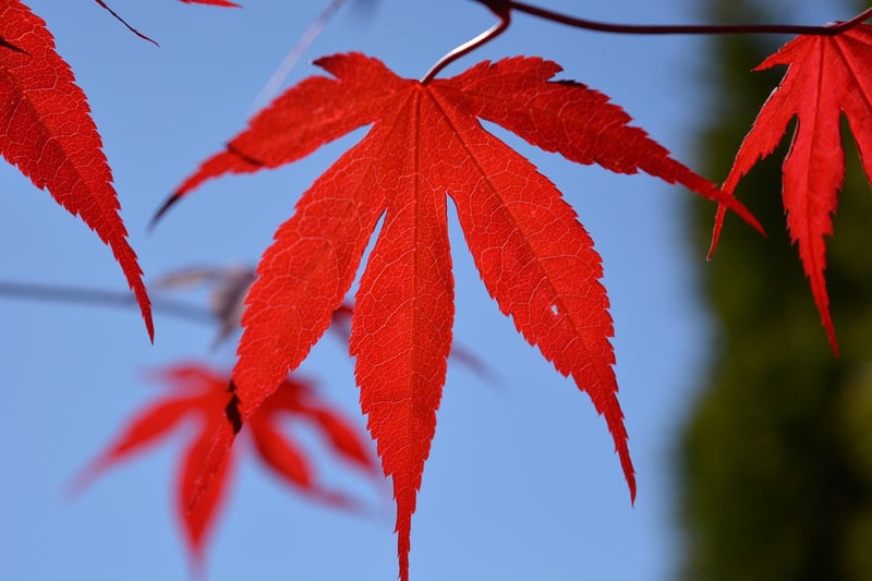 Autumn Foliage