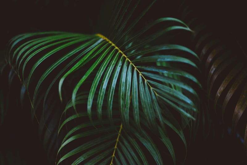 Exotic Tropical Plant