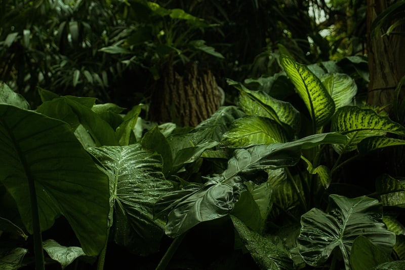 Tropical Rainforest Plant